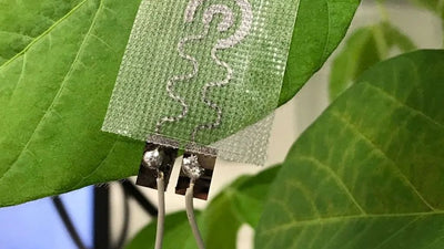Discover wearable sensors for plants: revolution in agriculture to increase global food production