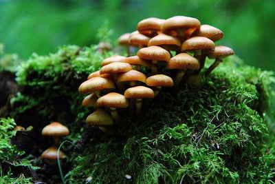 Did you know that mushrooms are super-important for the environment?