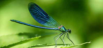 Dragonfly: an insect that eats mosquitoes and helps the environment!