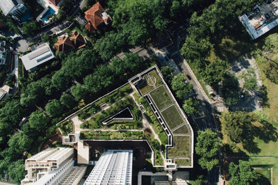 Meet the green roof, a sustainable option that beautifies and helps cities!